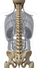 Human Spine and Skeletal System Anatomy.