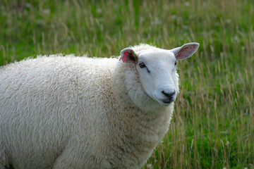Obraz premium Sheep portrait. Rural sheep farming. Grazing sheep pasture. Domestic sheep livestock.