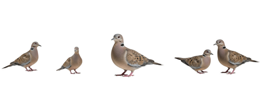 Set of mourning doves (Zenaida macroura) in various standing poses and pairs, isolated on white background.