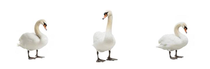 Gardinen Schwan Mute swan (Cygnus olor) swimming gracefully on a calm lake surface  © Soor