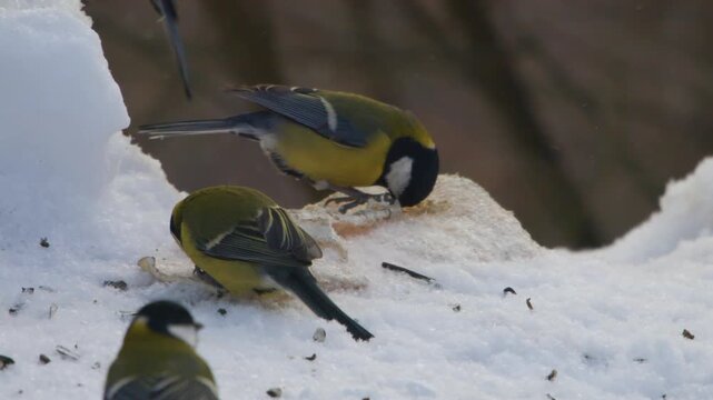 Footage of several adult Great tits (Parus major), small, colourful songbirds with yellow and black plumage, actively pecking at seeds and food on a snowy ground or feeder.