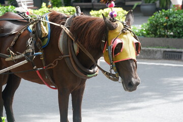 Ornate Harnessed Horse With Decorative Headgear On Busy Urban Street Scene
