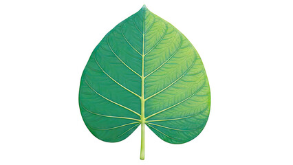 Green Leaf with Intricate Veins on White Background