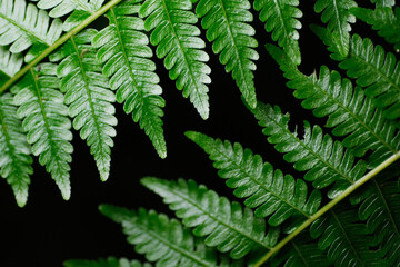 Close up of fern leaf as background