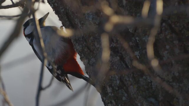 Close-up slow motion shot of a male Great spotted woodpecker (Dendrocopos major) with a red patch on its neck, actively pecking and foraging for insects on the rough bark of a large pine tree in a nat