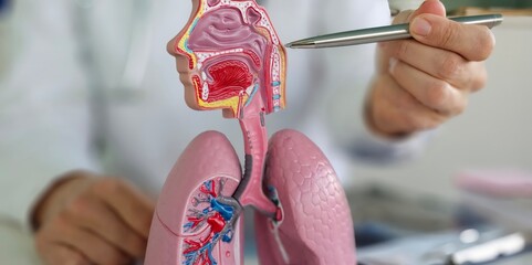 Educational demonstration of human respiratory anatomy with a focus on the lungs and throat concept