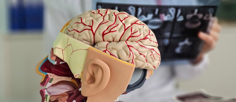 Detailed anatomical model of human brain and skull displayed during medical examination