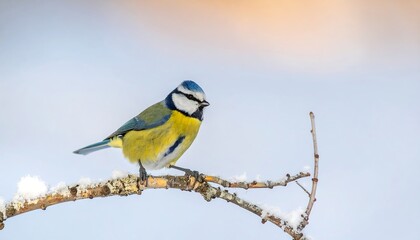Fototapeta premium A small bird with blue, yellow, and white plumage perches on a snow-covered branch against a winter sky