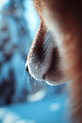 Extreme close-up of a fox nose and whiskers
