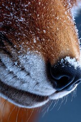 Extreme close-up of a fox nose and whiskers