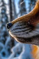 Extreme close-up of a fox nose and whiskers
