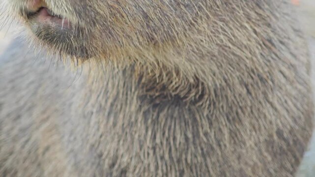 A capybara fur. Close up. Texture.