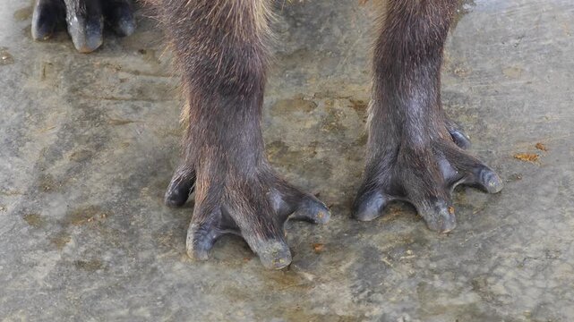 Close up of capybara's foot.