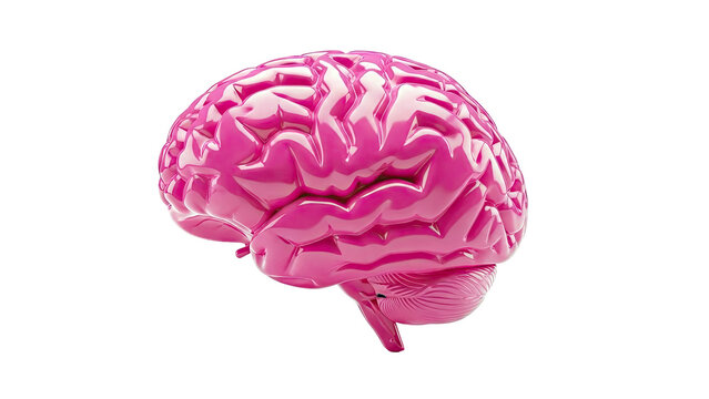 Glossy Pink Brain Model
