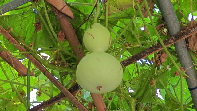 Gourd, bottle gourd, calabash sand loofah in the dome.