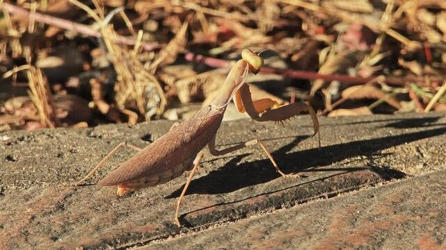 Brown mantis on the floor.