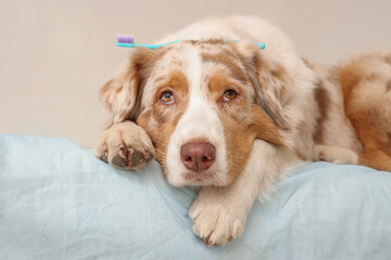 Cute Australian Shepherd dog with toothbrush lying in vet clinic, closeup. Pet Dental Health Month