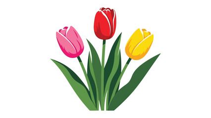 Naklejka premium Three colorful tulips stand tall with green leaves against a white background.