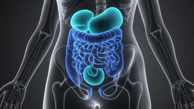 High-quality 3D medical illustration showing the human digestive system and kidneys inside a transparent body. Organs are color-coded for clarity, ideal for medical education, gastroenterology,
