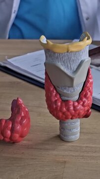 Health education on the human thyroid gland model in a clinical setting