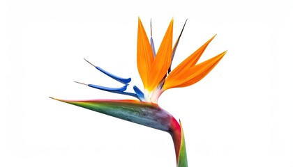 Bird of Paradise flower, vibrant orange and blue, against white
