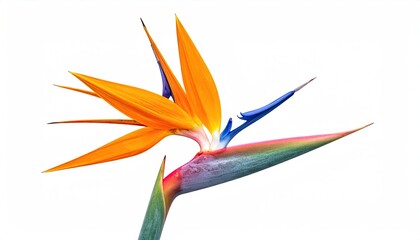 Exotic Bird of Paradise flower, vibrant orange, yellow, blue, on white