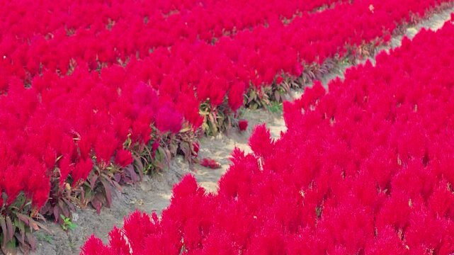 Red Celosia Argentea or Plumped Cockscomb Flowers.