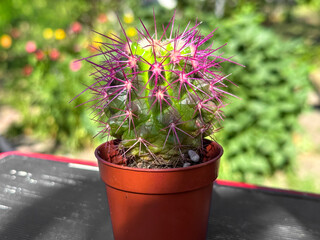 A potted cactus with vibrant purple spikes on a sunny day.