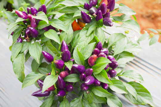 Fresh purple ornamental chili peppers growing on a plant with green leaves.