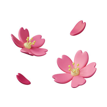 3D cherry blossom flower and falling petals set with transparent background