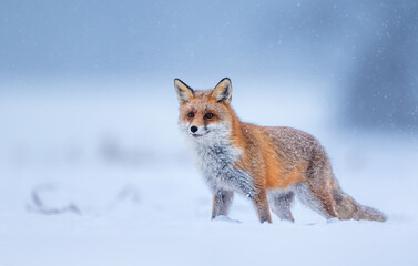 Obraz premium Red fox ( Vulpes vulpes ) in winter scenery