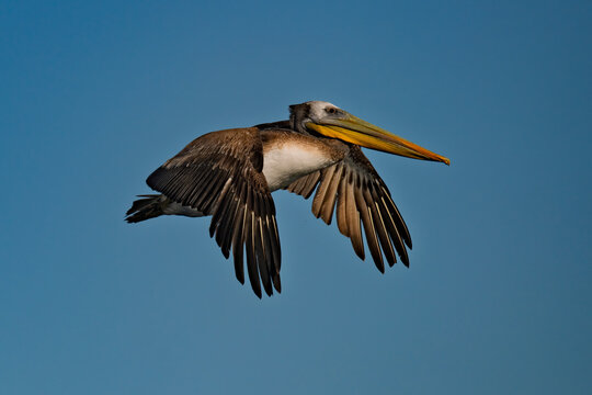 Peruvian Pelican in graceful flight against clear blue sky