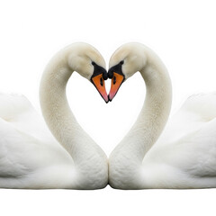 Fototapeta premium A graceful pair of white swans forming a perfect heart shape, symbolizing enduring love and unity isolated on transparent background