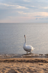 Swan in the beautiful sunset over the lake - yellow tone