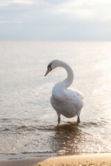 Swan in the beautiful sunset over the lake - yellow tone