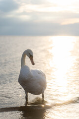 Swan in the beautiful sunset over the lake - yellow tone