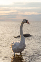 Swan in the beautiful sunset over the lake - yellow tone