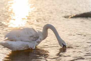 Swan in the beautiful sunset over the lake - yellow tone