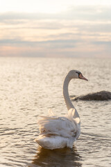 Swan in the beautiful sunset over the lake - yellow tone
