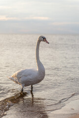 Swan in the beautiful sunset over the lake - yellow tone