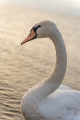 Swan in the beautiful sunset over the lake - yellow tone