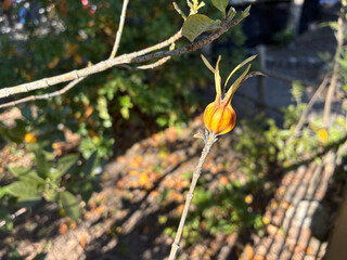 冬の陽光を浴びる鮮やかなオレンジの丸いクチナシの身（1月上旬撮影）