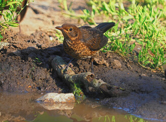 Juvenile blackbird drinking water, Turdus merula