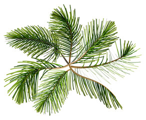 a realistic 3d render of a single branch of green pine needles, viewed from above, showcasing intricate detail and naturalistic texture on a transparent background.