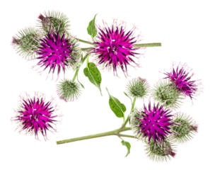 group of three blooming thistle flowers with spiky buds and vibrant purple centers, set against a transparent background.