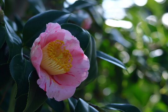 侘助椿」の写真素材 | 229件の無料イラスト画像 | Adobe Stock