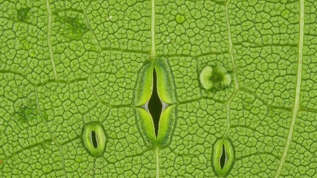 Close up of a leafs stomata showing detailed green plant structure with patterns and textures for science and biology