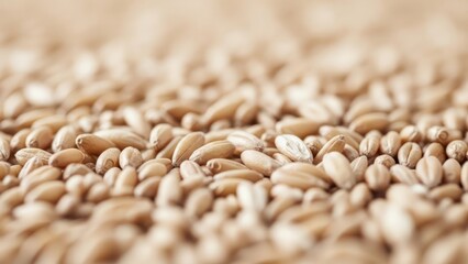 Obraz premium Close up of wheat grains natural texture and detail isolated background food industry imagery