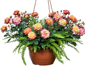 Naklejka premium Hanging basket overflowing with colorful roses and ferns