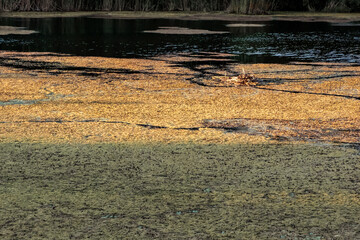 Abstract Wetland Texture with Natural Patterns and Reflections